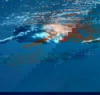 Swim with Whale Sharks - Ningaloo Reef - 3 Islands Whale Shark Dive - Attractions
