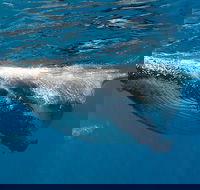 Swim with Humpback Whales - Ningaloo Reef - 3 Islands Whale Shark Dive - Attractions