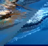Ningaloo Whale Shark Swim on a Powerboat - Attractions