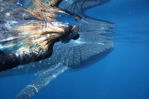 Ningaloo Whale Shark Swim On A Powerboat - Attractions 0