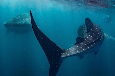 Ningaloo Whale Shark Swim On A Powerboat - Attractions 7