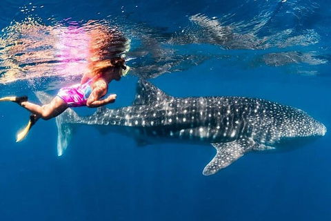 Ningaloo Whale Shark Swim On A Powerboat - Attractions 4