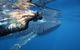 Ningaloo Whale Shark Swim On A Powerboat - thumb 2