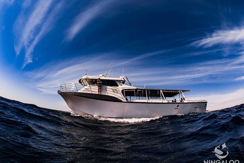 Ningaloo Whale Shark Swim On A Powerboat - Attractions 5