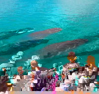 Humpback Whale Sunset Cruise - Attractions