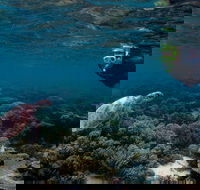 3 Night Ningaloo Reef Snorkel and Dive Getaway from Coral Bay - Attractions