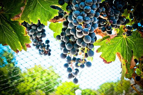 Margaret River Wine Adventure - The Tour For People Who Don\'t Do Tours! - Attractions 19