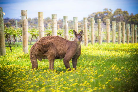 Margaret River Wine Adventure - The Tour For People Who Don\'t Do Tours! - Attractions 23
