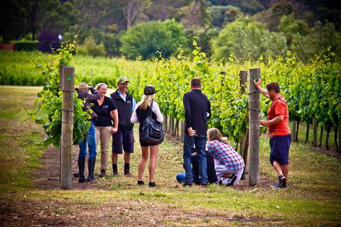 Margaret River Wine Adventure - The Tour For People Who Don\'t Do Tours! - Attractions 27