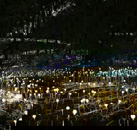 National Anzac Centre Field of Light Panorama Pass - Attractions