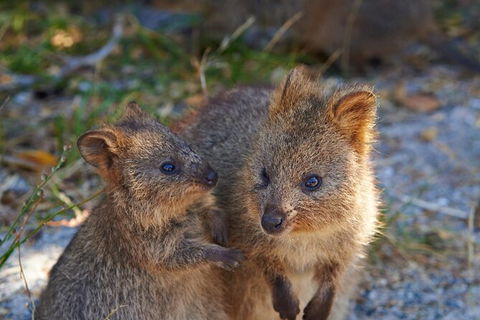 Rottnest Island Fast Ferry From Hillarys Boat Harbour Including Bike Hire - Attractions 5