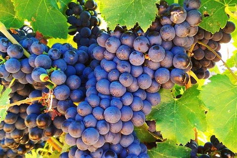 Reflections On The Swan (Private) Day Tour - Attractions 18