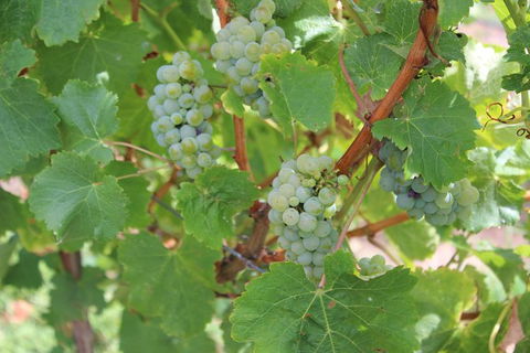 Margaret River Small-Group Full-Day Wine & Food Tour - Attractions 20