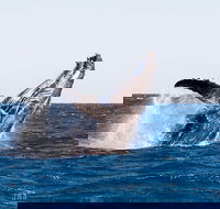 Turtle tours on the Ningaloo Reef Exmouth. 1/2 day cruise. - Attractions