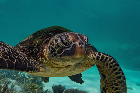 Turtle Tours On The Ningaloo Reef, Exmouth. 1/2 Day Cruise. - Attractions 2