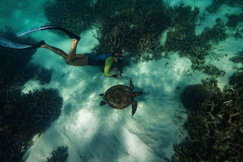 Turtle Tours On The Ningaloo Reef, Exmouth. 1/2 Day Cruise. - Attractions 3