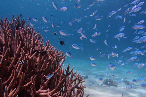 Turtle Tours On The Ningaloo Reef, Exmouth. 1/2 Day Cruise. - Attractions 4