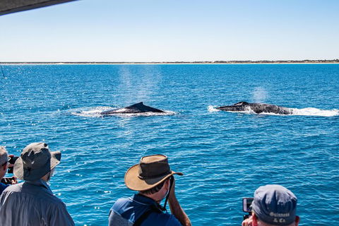 Half-Day Whale Watching Sunset Cruise From Broome - Attractions 5