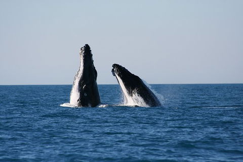Half-Day Whale Watching Sunset Cruise From Broome - Attractions 3