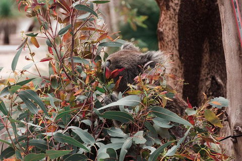 Yanchep & Lancelin - Wildlife, Cave And Sands - Attractions 5
