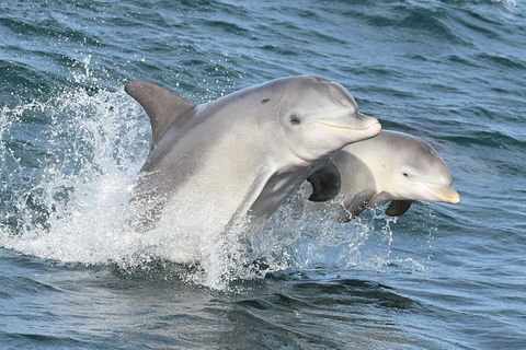 Mandurah Dolphin And Scenic Marine Cruise - Attractions 12