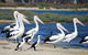 Mandurah Dolphin And Scenic Marine Cruise - thumb 7