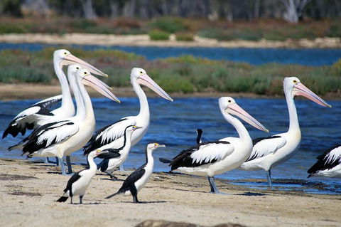 Mandurah Dolphin And Scenic Marine Cruise - Attractions 7