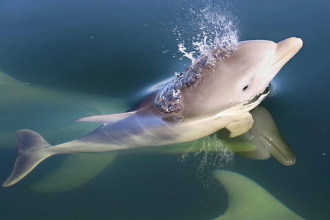 Mandurah Dolphin And Scenic Marine Cruise - Attractions 4