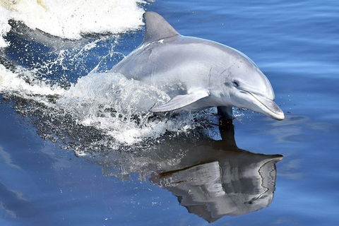 Mandurah Dolphin Island Adventure - Attractions 14