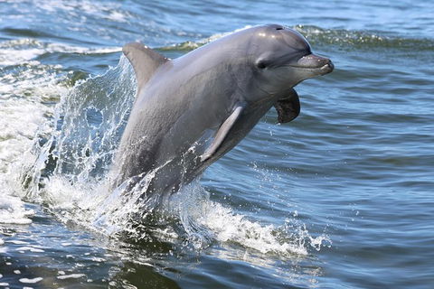 Mandurah Dolphin Island Adventure - Attractions 11