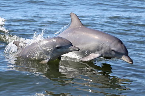Mandurah Dolphin Island Adventure - Attractions 6