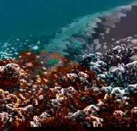Ningaloo Reef or Muiron Islands Snorkeling and Wildlife Adventure - Attractions