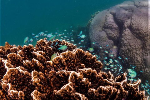 Ningaloo Reef Or Muiron Islands Snorkeling And Wildlife Adventure - Attractions 0