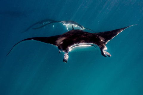 Ningaloo Reef Or Muiron Islands Snorkeling And Wildlife Adventure - Attractions 3