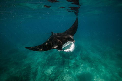 Ningaloo Reef Or Muiron Islands Snorkeling And Wildlife Adventure - Attractions 2