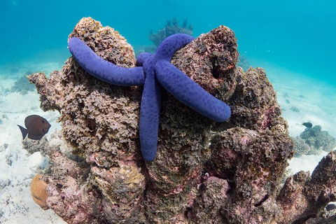Ningaloo Reef Or Muiron Islands Snorkeling And Wildlife Adventure - Attractions 12