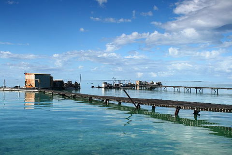 Full Day Guided Abrolhos Fly And Flipper Tour From Geraldton - Attractions 0