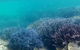 Full Day Guided Abrolhos Fly And Flipper Tour From Geraldton - thumb 1
