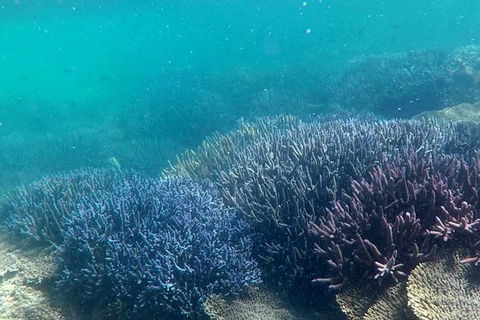 Full Day Guided Abrolhos Fly And Flipper Tour From Geraldton - Attractions 1