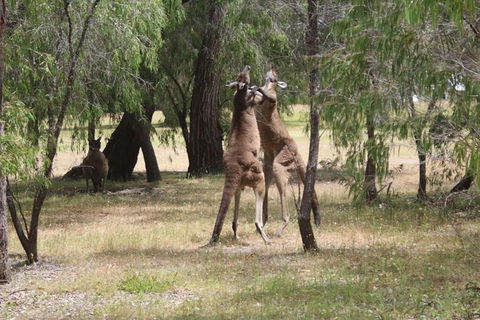 Margaret River Coastal And Wildlife Eco Trip From Busselton Or Dunsborough - Attractions 14