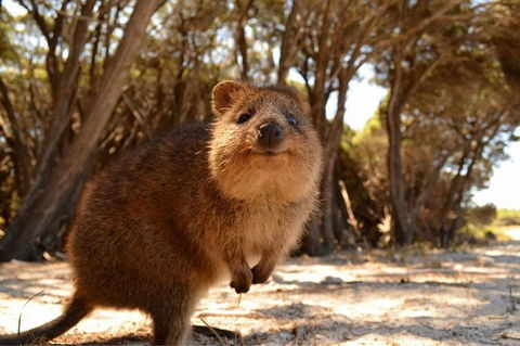 Fly To Rottnest Island By Plane - Attractions 6