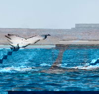 Ningaloo Reef Eco Tours - Attractions