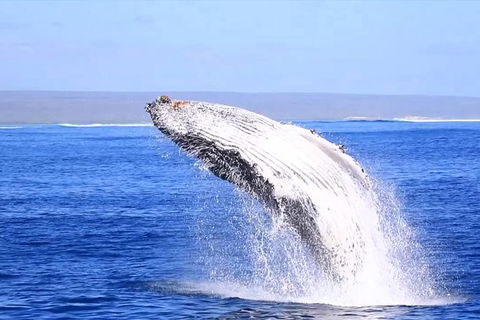 Ningaloo Reef Eco Tours - Attractions 1