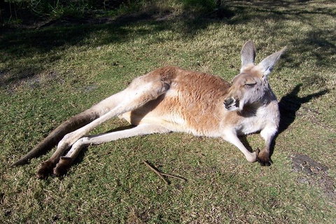 Swan Valley Private Tour - Attractions 4