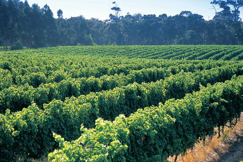 Swan Valley Private Tour - Attractions 9