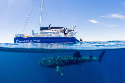 Ningaloo Whale Shark Swim On A Luxury Sailing Catamaran - Attractions 2