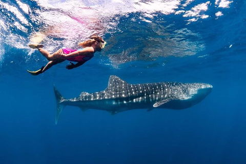 Ningaloo Whale Shark Swim On A Luxury Sailing Catamaran - Attractions 5