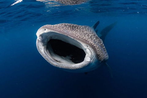 Ningaloo Whale Shark Swim On A Luxury Sailing Catamaran - Attractions 3