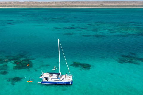 Ningaloo Whale Shark Swim On A Luxury Sailing Catamaran - Attractions 4