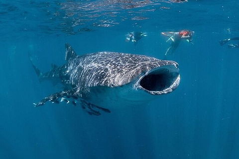 Ningaloo Whale Shark Swim On A Luxury Sailing Catamaran - Attractions 6